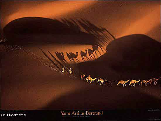 Dromedary caravans near Nouakchott, Mauritania